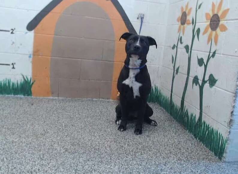 shelter dog