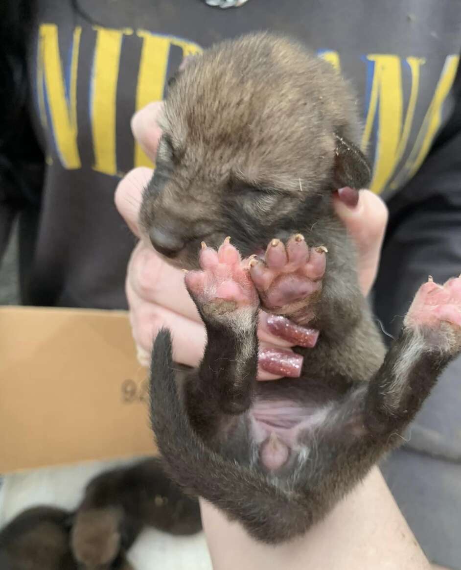 baby coyote