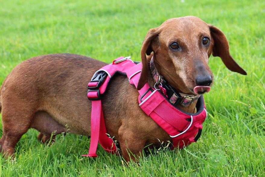 Boo Boo rocks a pink harness.