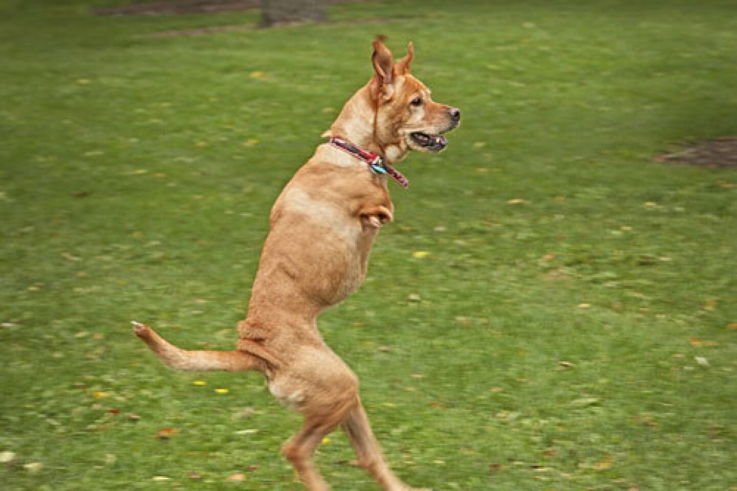 Two-legged dog