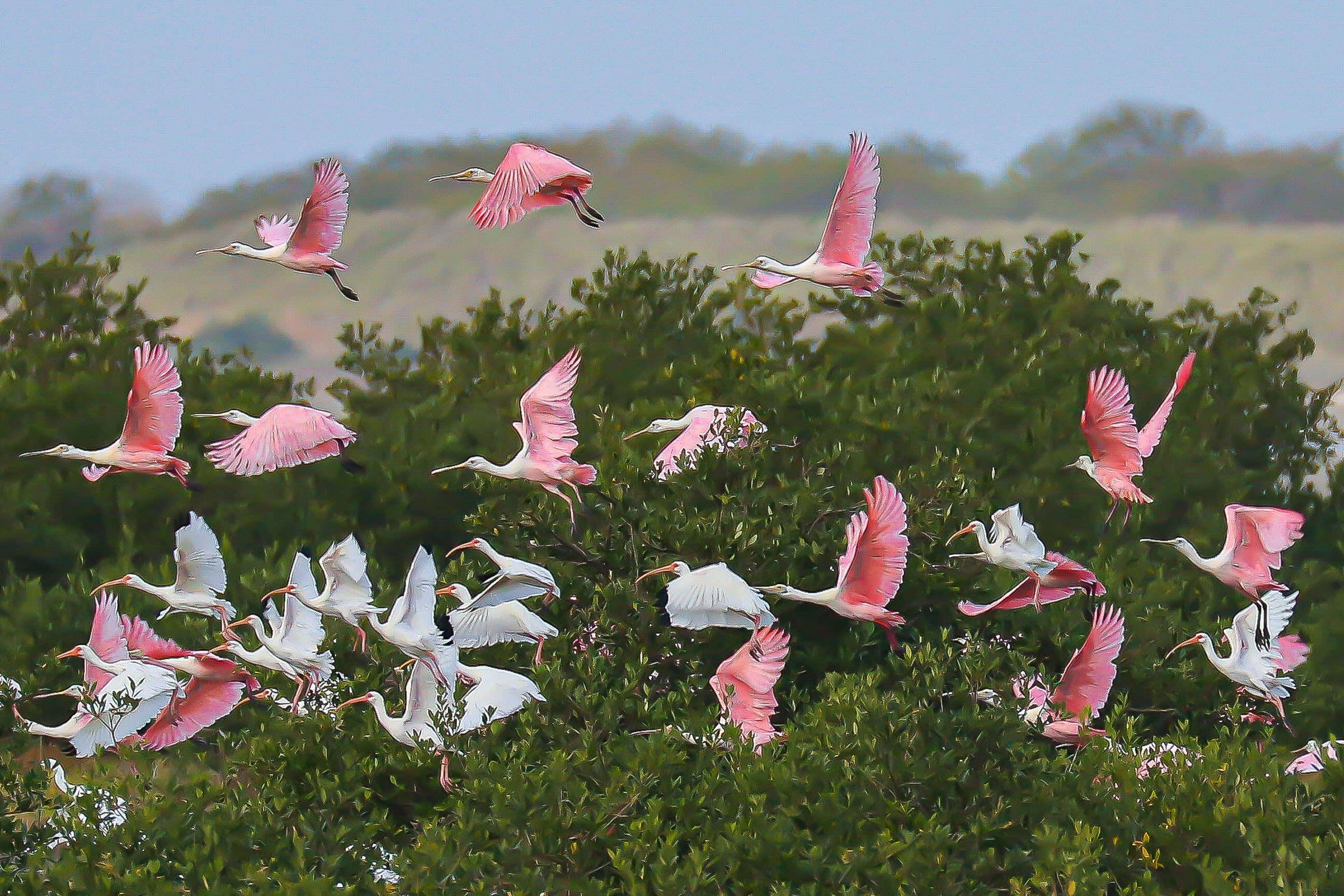 roseate spoonbill