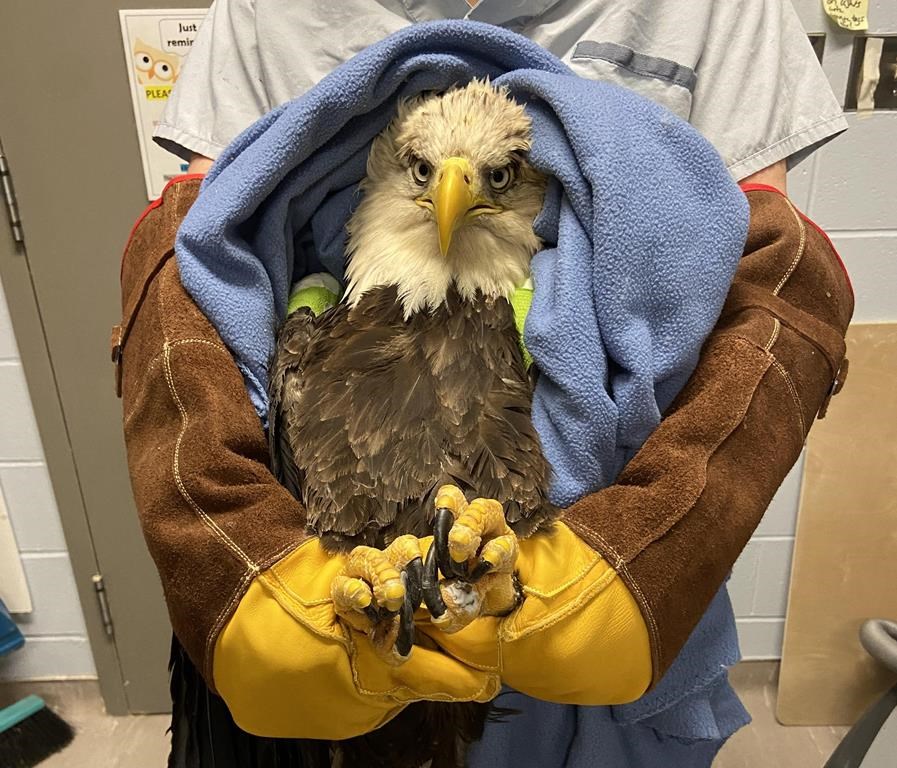 P.E.I. bald eagle receives rare surgery, heads to new home in Halifax | Globalnews.ca