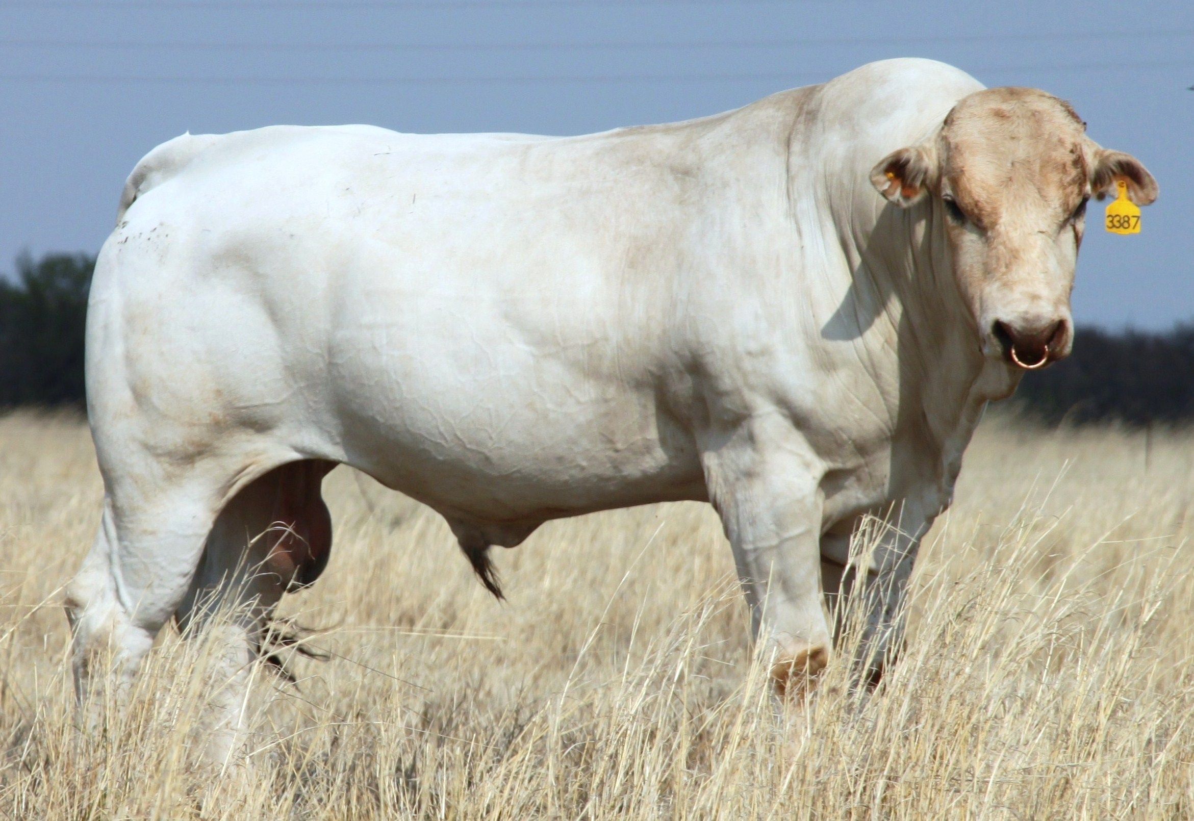 Roma. South African chianina bull. His mother Mina was Italian champion  2004/2005 and his sire Priamo. www.chianina.co.za | Chianina cattle,  Cattle, Bull