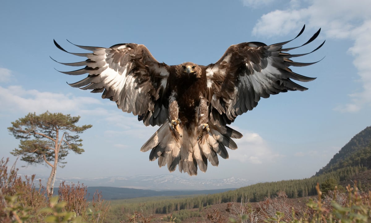 UK golden eagle population soars to new heights | Birds | The Guardian