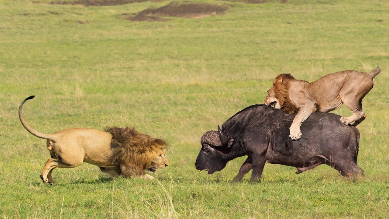 Terrible Power Wide - Lion Attack Buffalo - YouTube