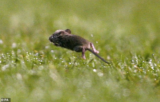 Old Trafford has had problems with mice before and the rodents have been seen on the pitch