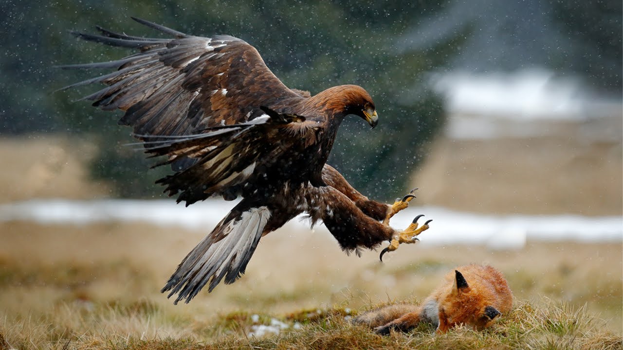 Eagle Hunting Fox On The Prairie - YouTube