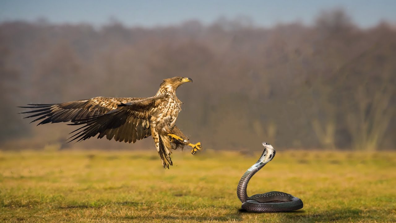 How Eagle Attacks King Cobra In A Big Fights- Sky Animal - YouTube