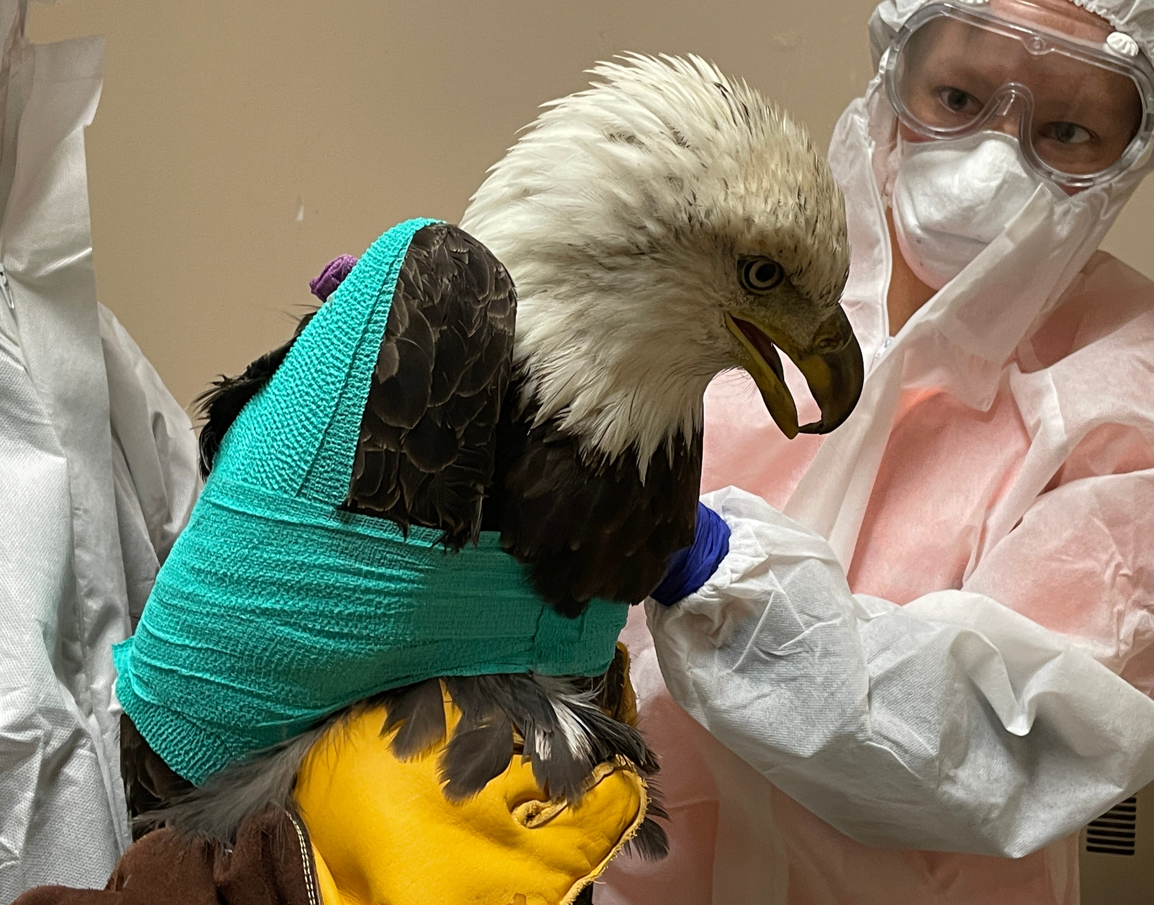 DNR seeking help after bald eagle is shot in Milwaukee County
