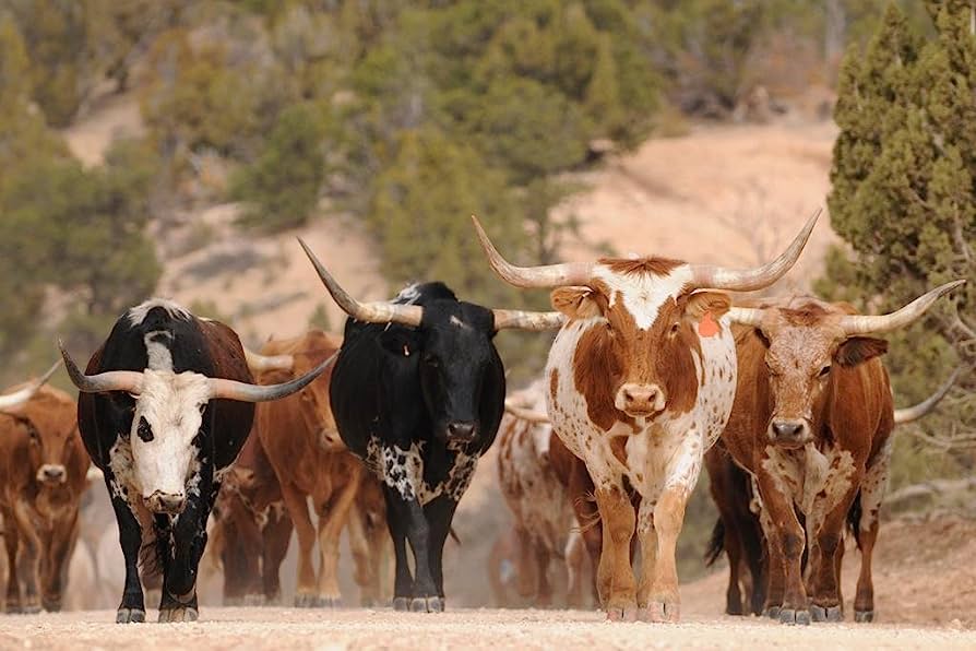 Amazon.com: Herd of Texas Longhorn Cattle On Southern Utah Mountain Ranch Cows Walking Photo Photograph Wildlife Animal Nature Cool Wall Decor Art Print Poster 36x24: Photographs