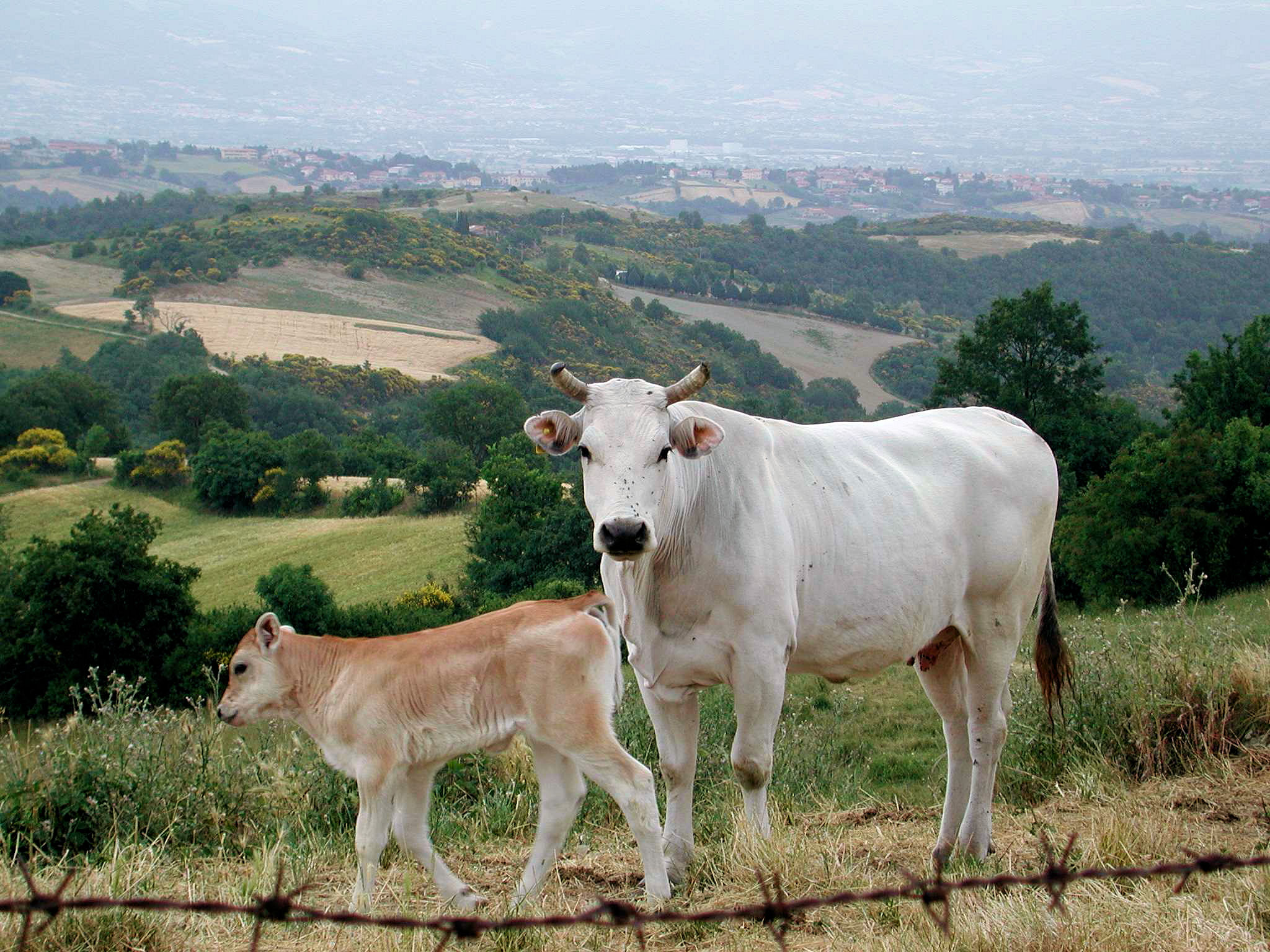 Chianina - Wikipedia