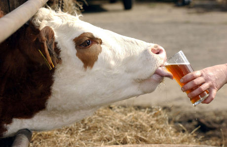 Lottie Cow Whose Life Saved By Editorial Stock Photo - Stock Image | Shutterstock