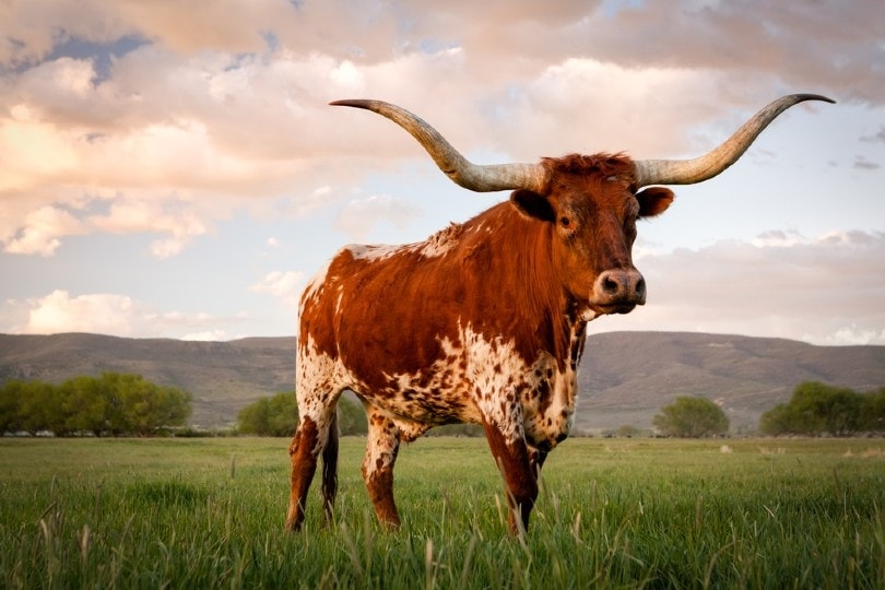 Texas Longhorn Cattle: Facts, Uses, Pictures, Origins & Characteristics | Pet Keen