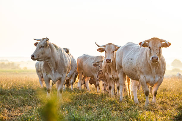 120+ Chianina Cow Stock Photos, Pictures & Royalty-Free Images - iStock