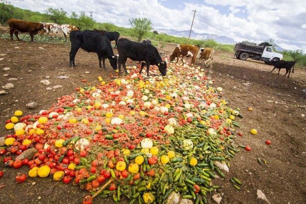 Do cows eat oranges? - Quora