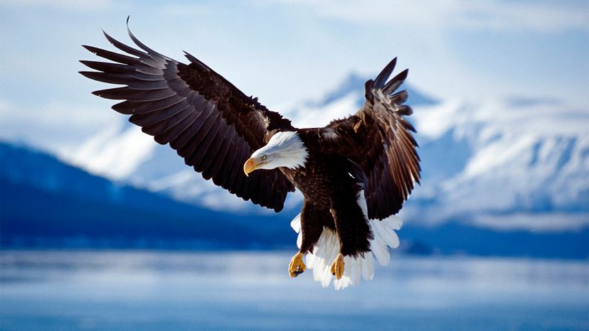 Bald Eagles Aren't Really Bald, Plus 6 Other Facts | HowStuffWorks