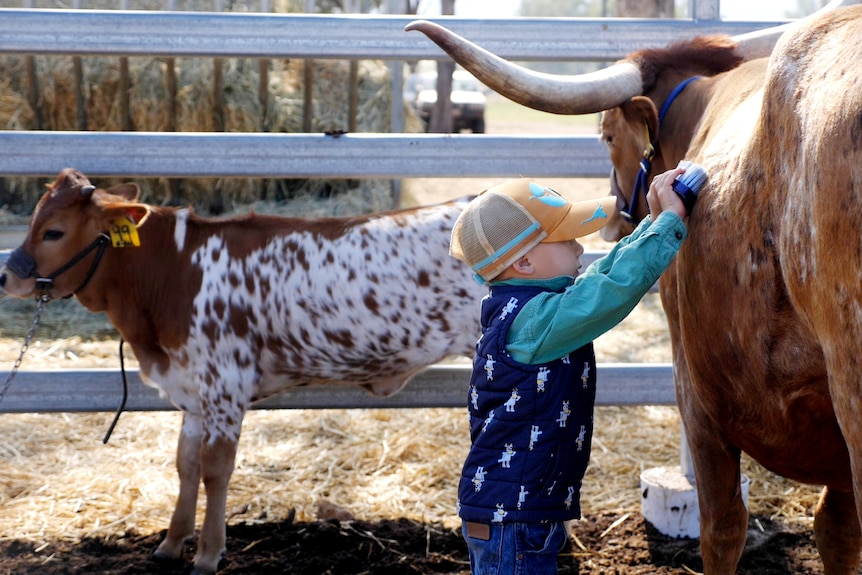 Central Queensland cattle handler, 4, knows his way around Texas longhorns - ABC News