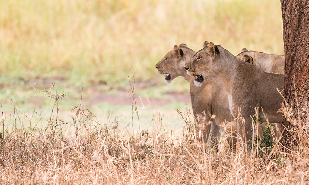 Lions target particular types of cows – research - Africa Geographic