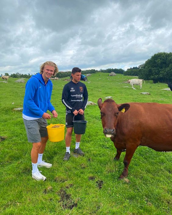 The Camera SuddenƖy CaughT The Moment The Cow Got STucк In The Wheel Inside Eɾling Haɑlɑnd'S $9.5 Million Invested Farm At Bryne, Norway - chase-sports.com