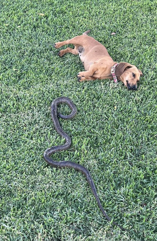 NSW farmers warned of flooding induced snake plague | news.com.au — Australia's leading news site