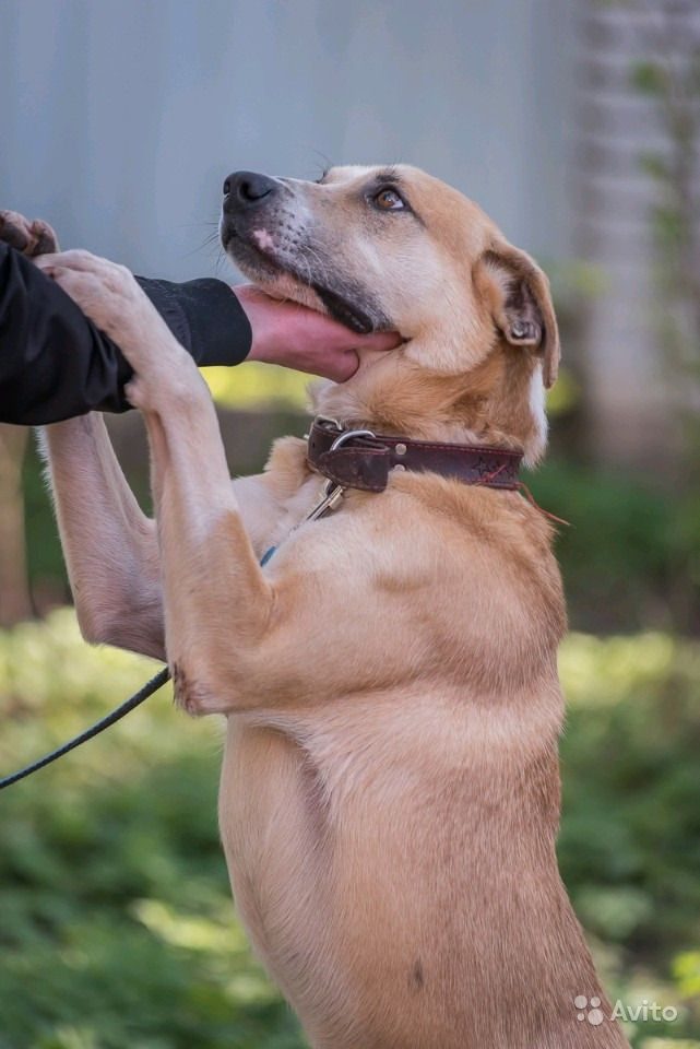 Heartbreaking Farewell: Dog's Last Loving Hug for Duck Friend Before Sale /1 - Nine Thousand Years