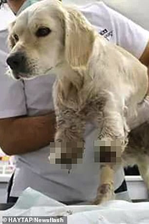 The dog is treated at a ʋeterinary clinic