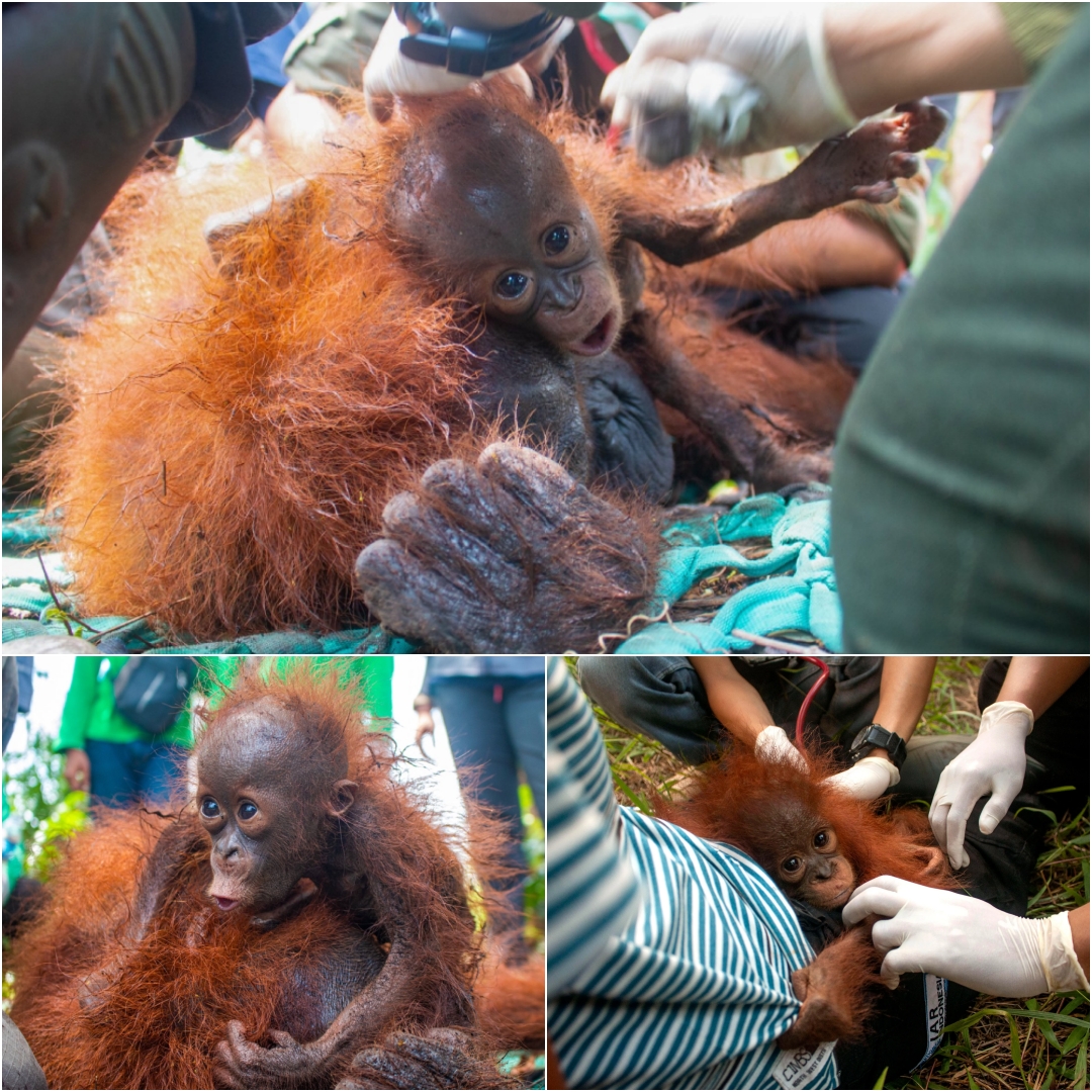 MIRACULOUS ESCAPE ” Orangutan Mother And 2-month-old Baby Rescued From ...