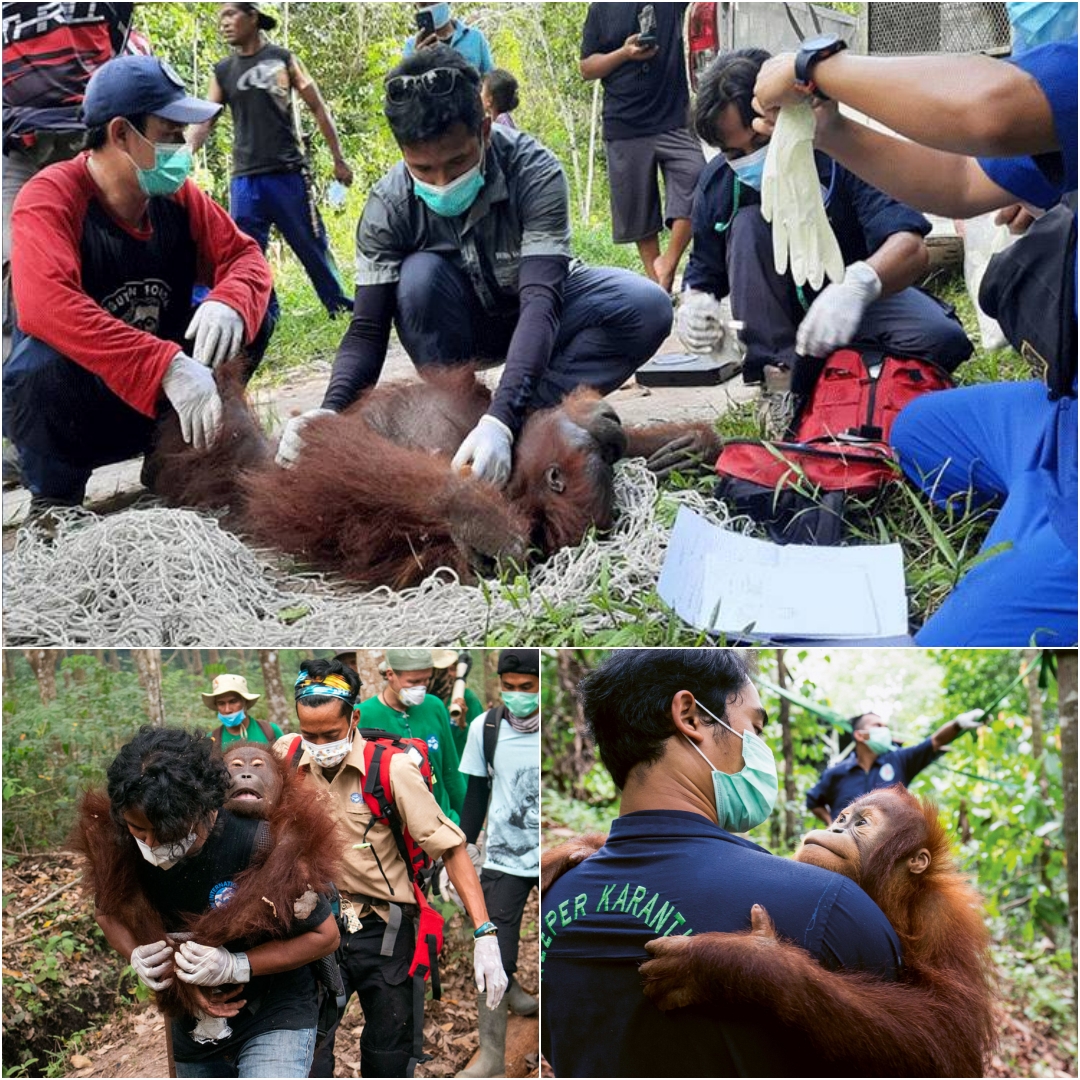 OPERATION FREEDOM “ Critical Condition KANA Orangutan Saved From The ...